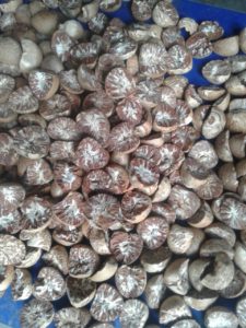 White Split Betel Nut