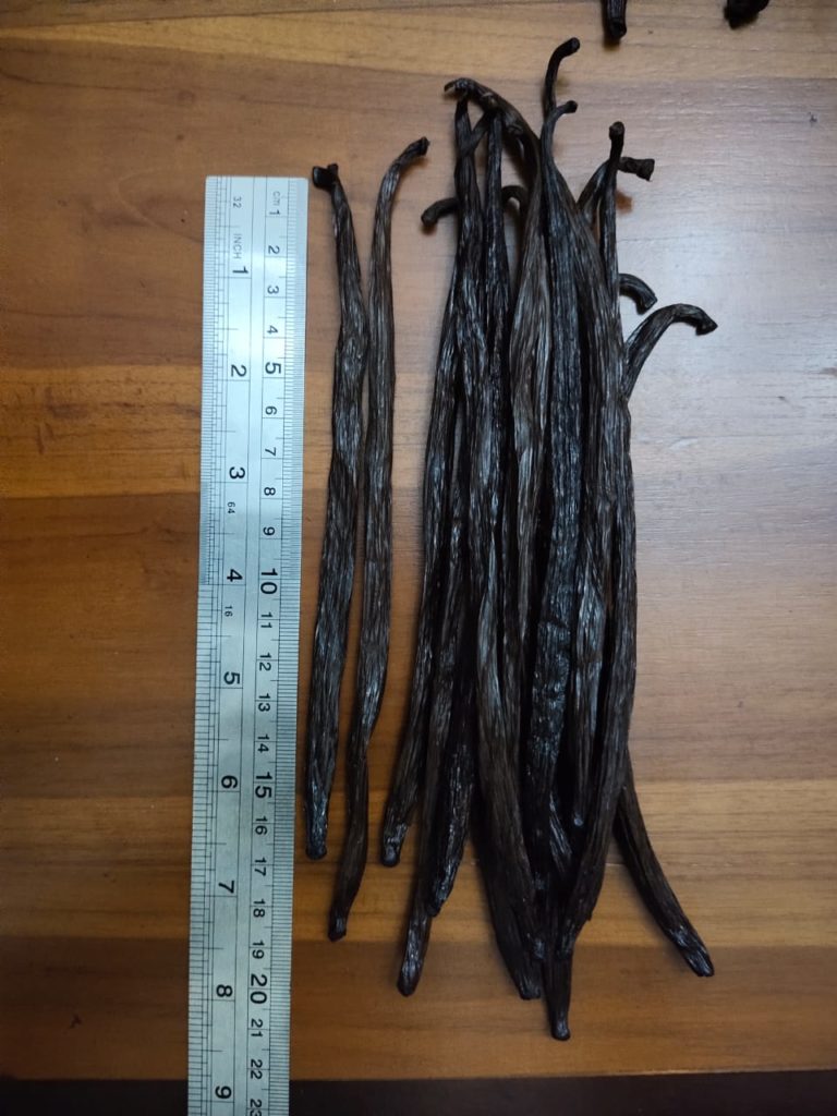 Vanilla Planifolia For Sale